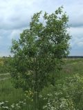 Salix caprea. Вегетирующее растение. Ленинградская обл., Гатчинский р-н, окр. СНТСН \"Алапурские Леса\", дренажная канава у обочины полевой дороги, луг. 10.06.2026.