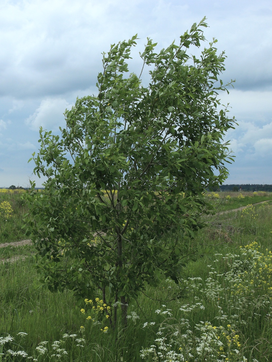 Image of Salix caprea specimen.