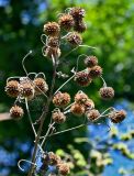 Montanoa bipinnatifida. Верхушка побега с соплодиями. Португалия, о-в Мадейра, г. Фуншал, в культуре. 09.06.2026.