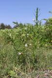 Gratiola officinalis. Цветущее растение. Крым, Бахчисарай, берег вдхр. Эгиз-Оба. 03.08.2026.