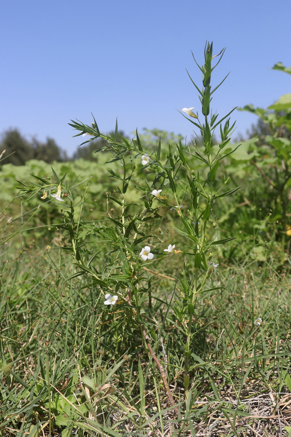 Image of Gratiola officinalis specimen.