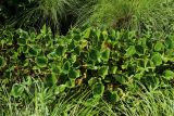 Calla palustris. Вегетирующие растения с сообществе с Comarum palustre. Беларусь, Витебская обл., пос. Езерище, опушка сырого черноольшаника, осоковое кочкарное болото с Carex appropinquata, в заросшей дренажной канаве. 13.07.2026.