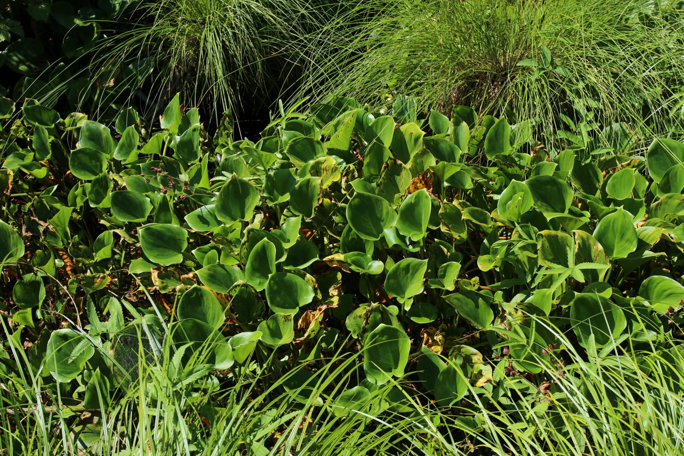 Image of Calla palustris specimen.
