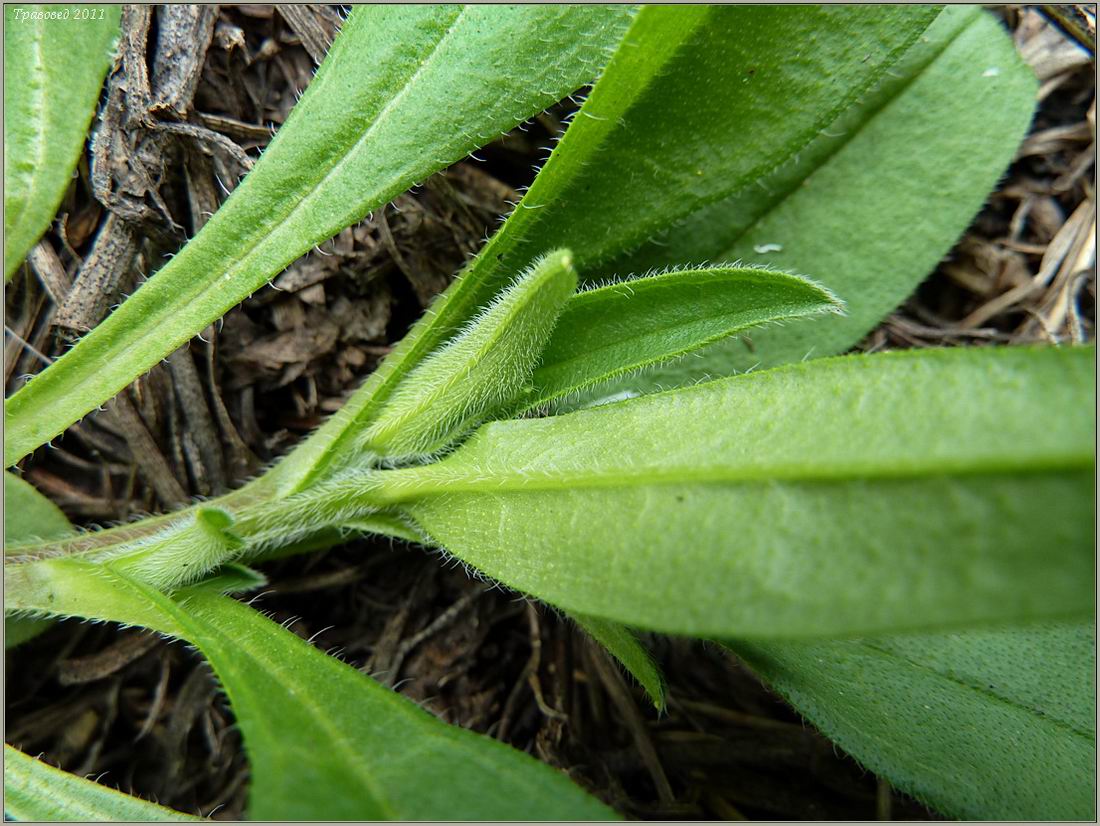 Изображение особи Myosotis sparsiflora.