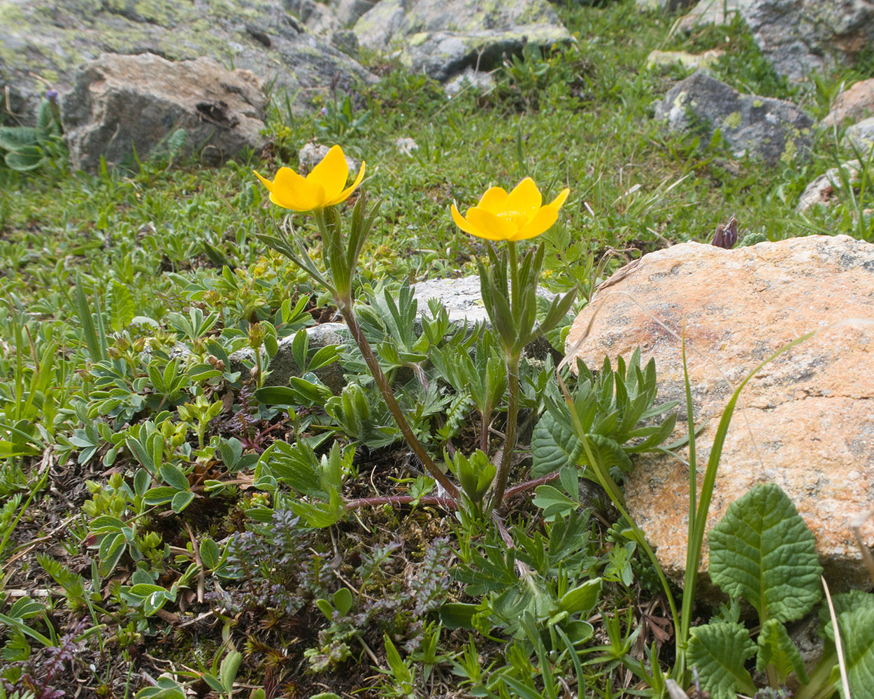 Изображение особи Anemonastrum speciosum.