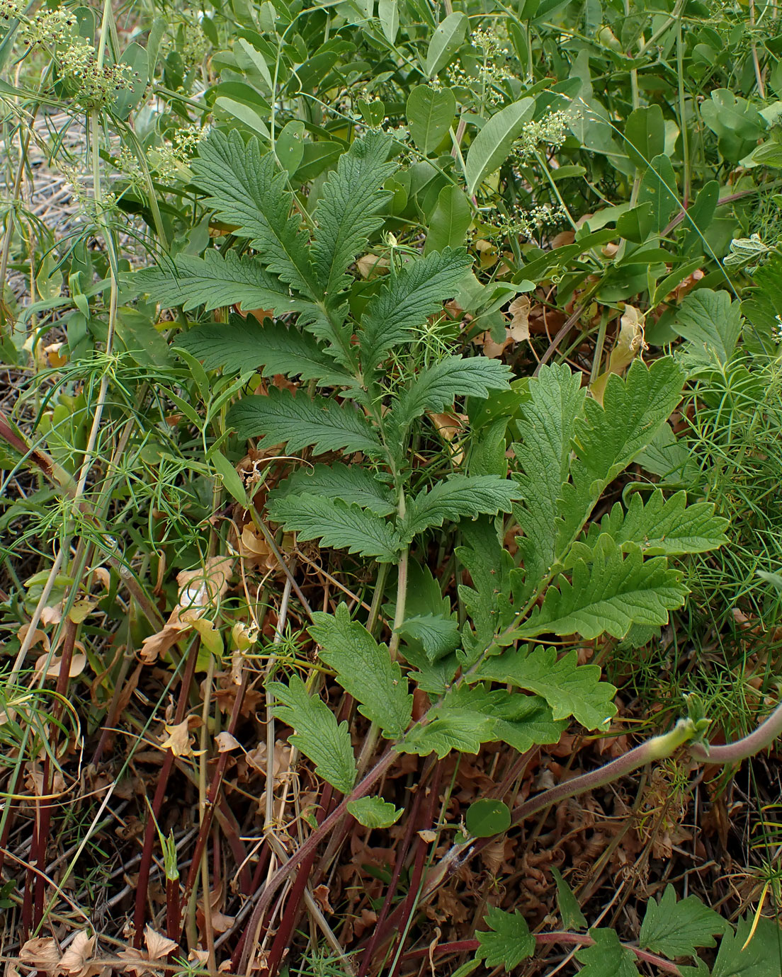 Image of Potentilla acervata specimen.