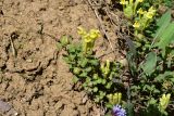Scutellaria orientalis