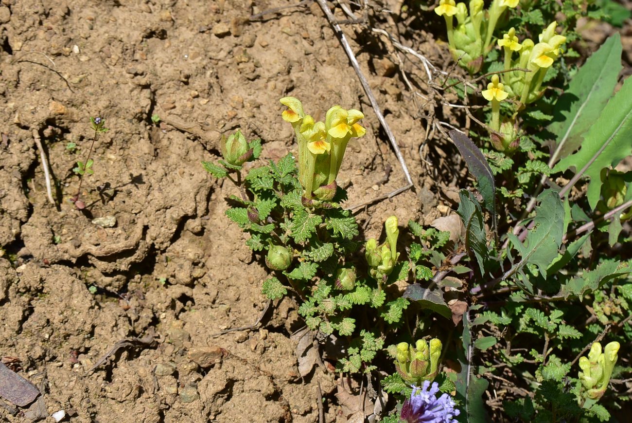 Image of Scutellaria orientalis specimen.