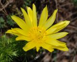 Adonis vernalis