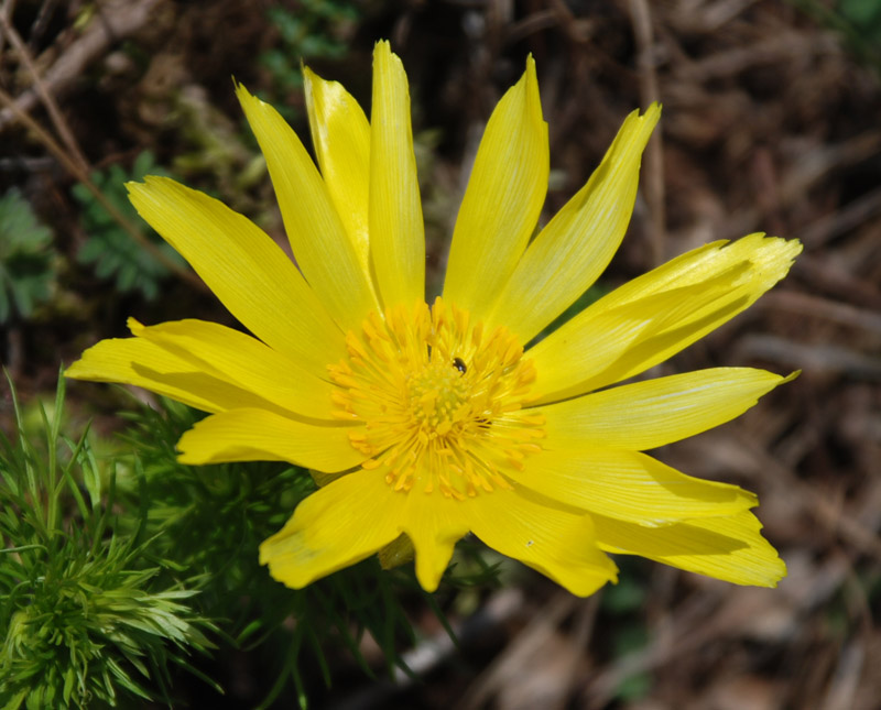 Изображение особи Adonis vernalis.