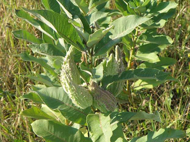 Изображение особи Asclepias syriaca.