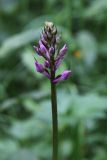 Dactylorhiza fuchsii