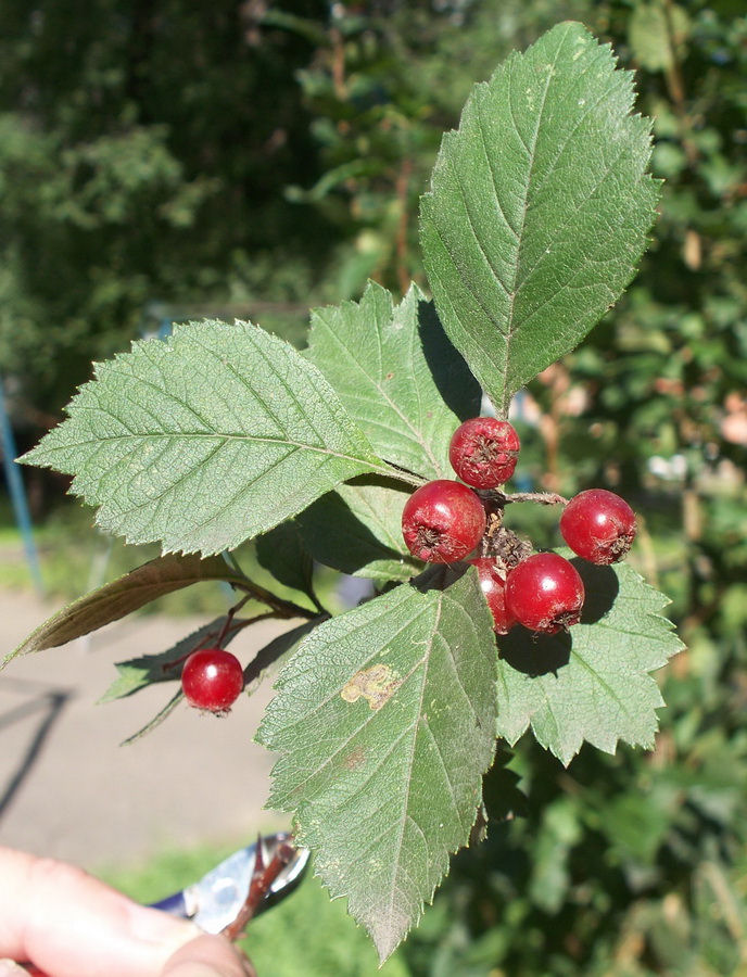 Image of Crataegus maximowiczii specimen.