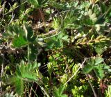 Potentilla crantzii