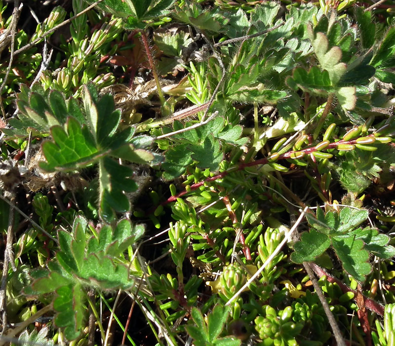 Image of Potentilla crantzii specimen.