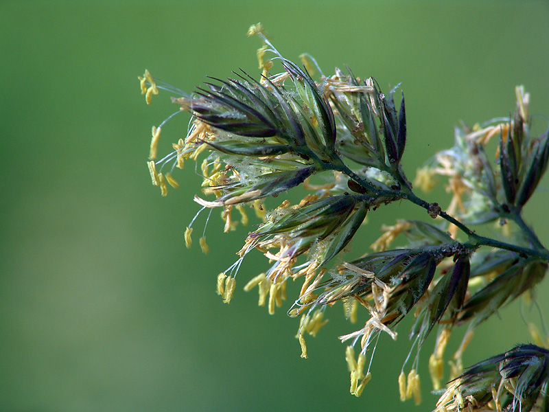 Изображение особи Dactylis glomerata.