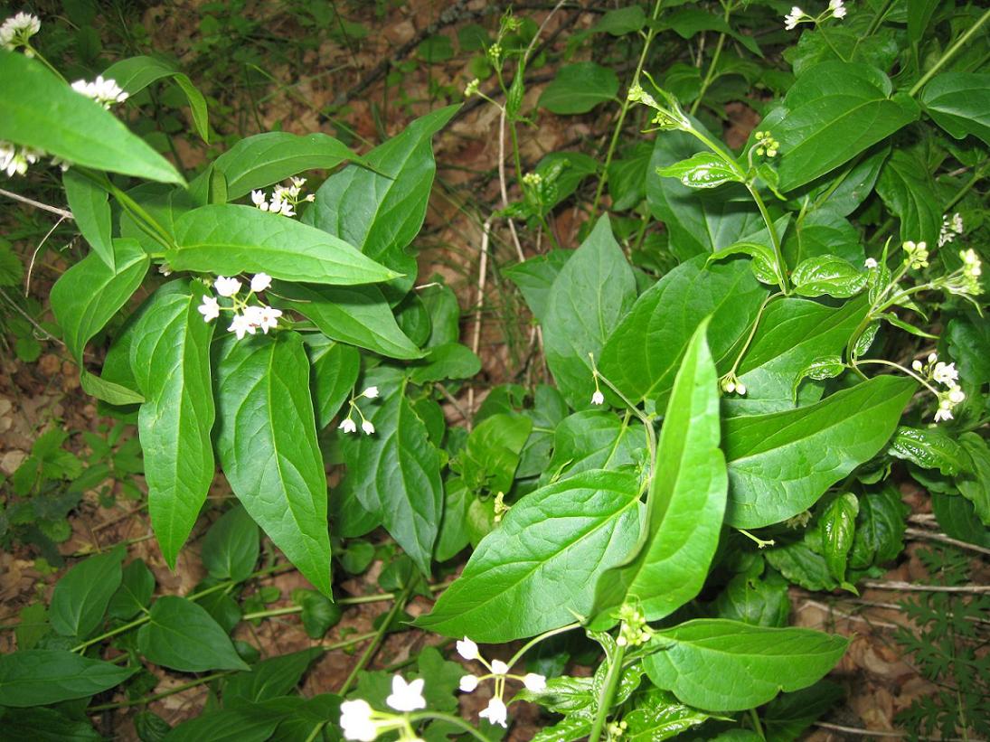 Image of Vincetoxicum hirundinaria specimen.