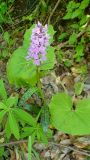 Dactylorhiza urvilleana