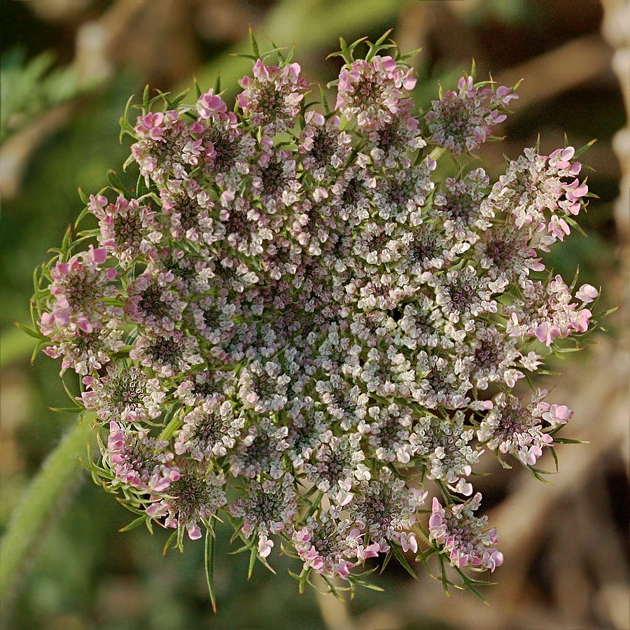 Изображение особи Daucus carota.