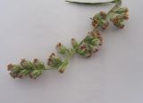 Artemisia vulgaris. Соцветия. Новосибирская обл., Карасукский р-н, с. Благодатное, обочина дороги. 28.07.2011.