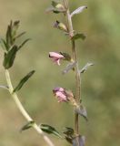 Odontites vulgaris. Средняя часть соцветия. Крым, Бахчисарайский р-н, с. Трудолюбовка, база СПбГУ. 24.07.2011.