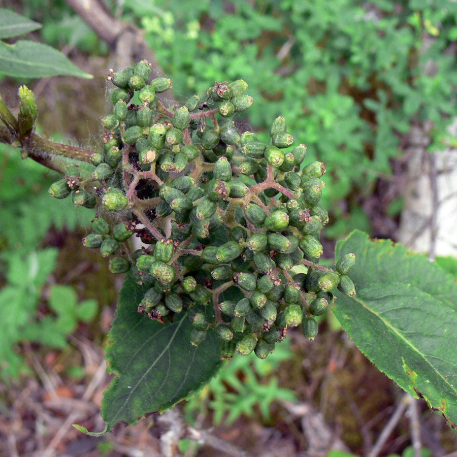 Image of Sambucus sibirica specimen.