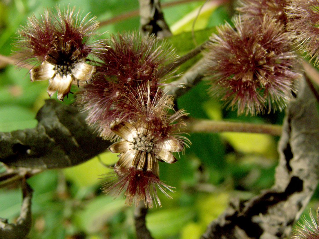 Image of Vernonia gigantea specimen.