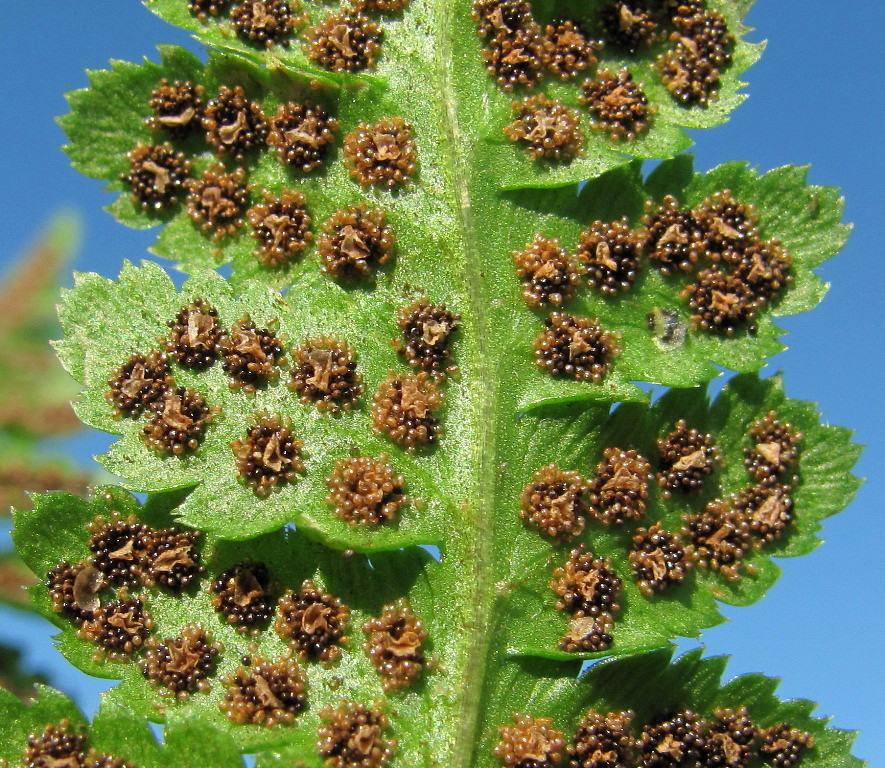 Изображение особи Dryopteris cristata.