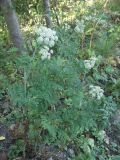 Conioselinum tataricum