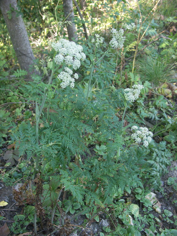 Image of Conioselinum tataricum specimen.