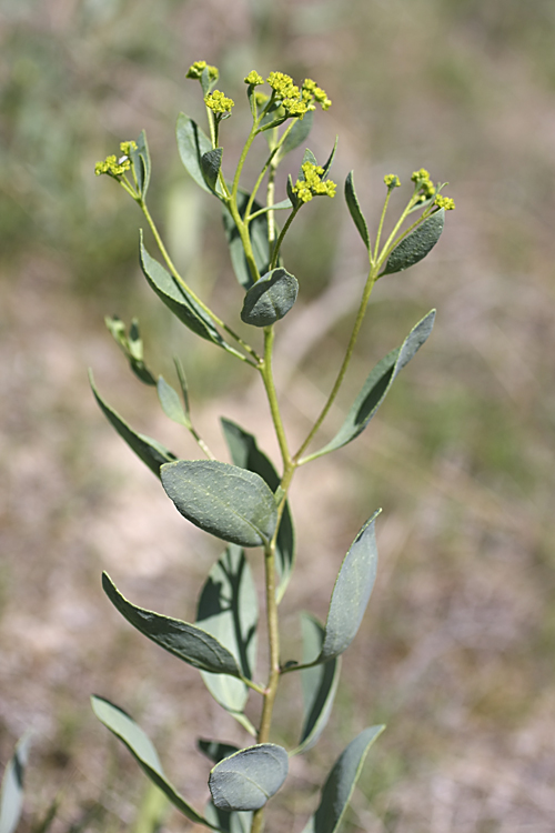 Image of Haplophyllum acutifolium specimen.