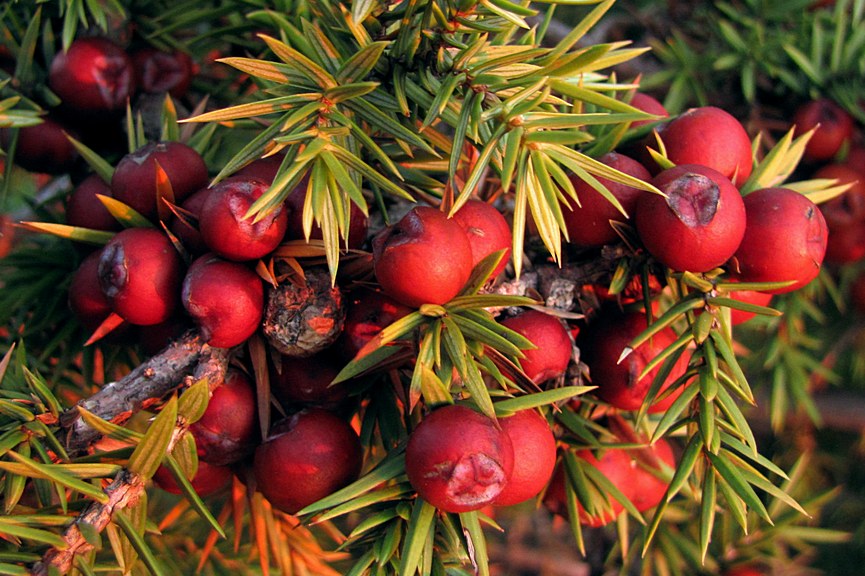 Изображение особи Juniperus deltoides.