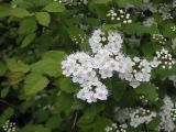 Spiraea ussuriensis