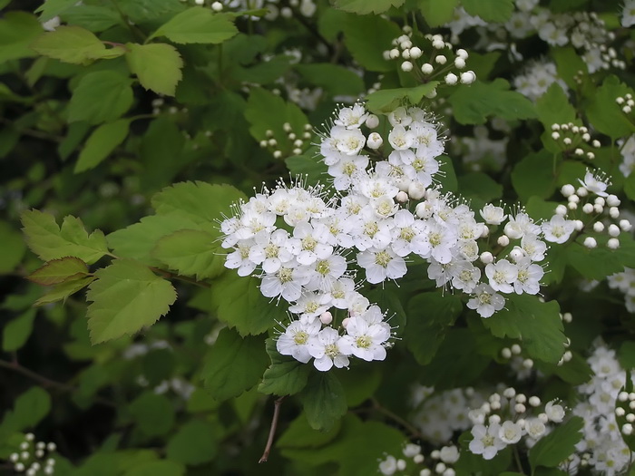 Изображение особи Spiraea ussuriensis.