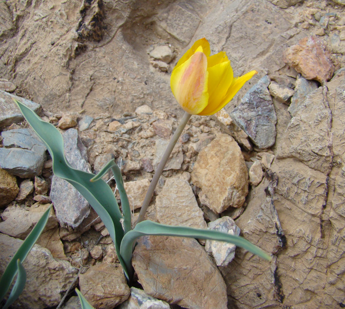 Image of Tulipa talassica specimen.