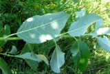 Salix latifolia