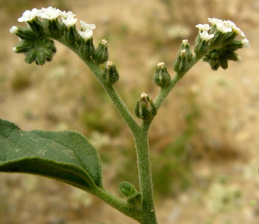 Image of Heliotropium ellipticum specimen.