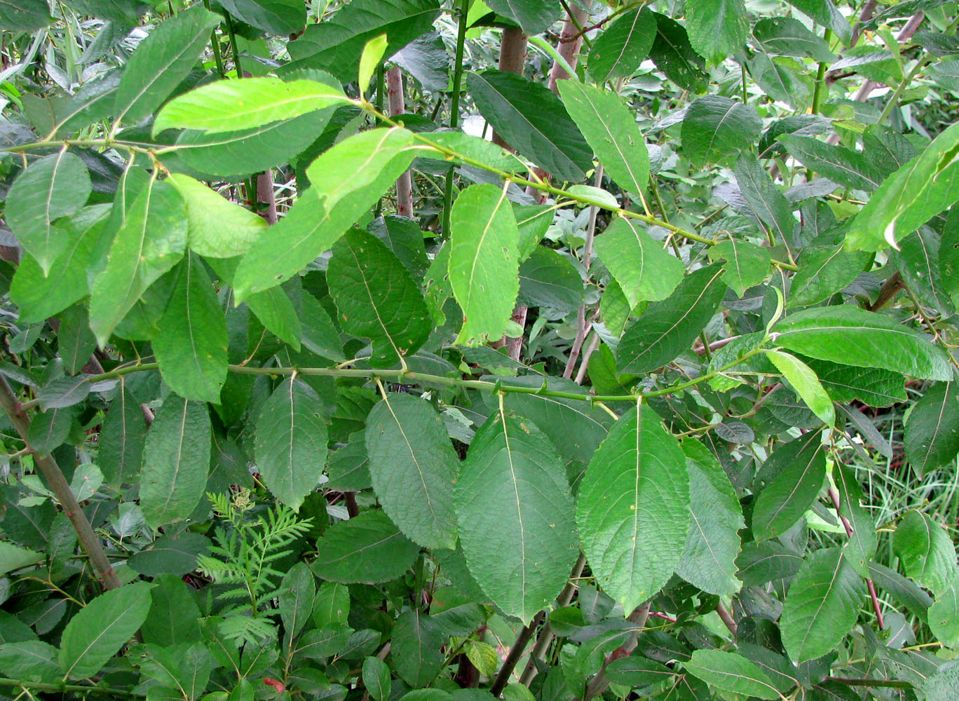 Image of Salix &times; bicolor specimen.