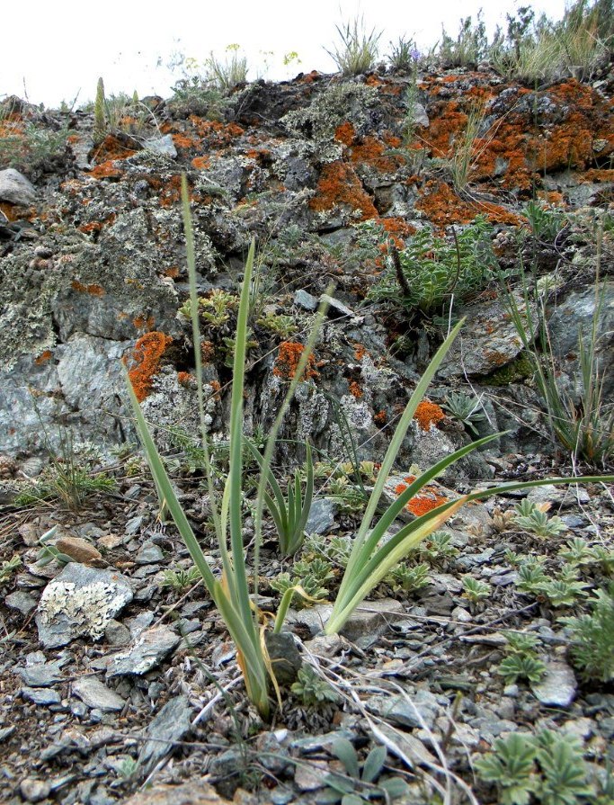 Изображение особи Iris tigridia.