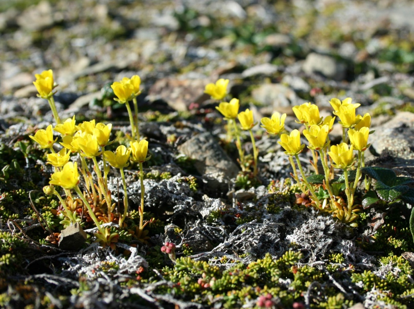 Изображение особи Saxifraga serpyllifolia.