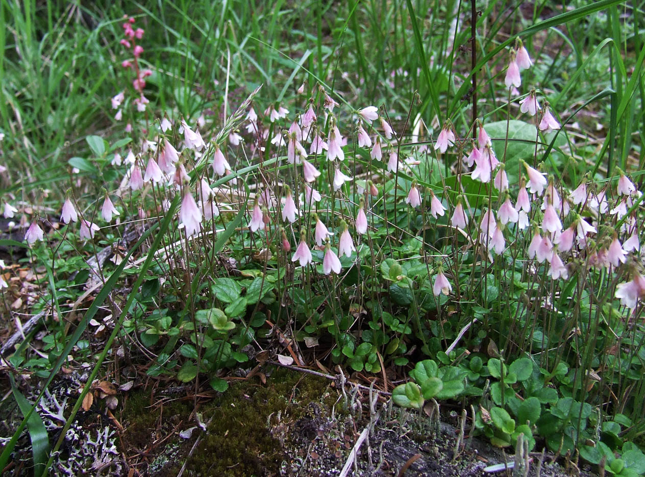 Image of Linnaea borealis specimen.