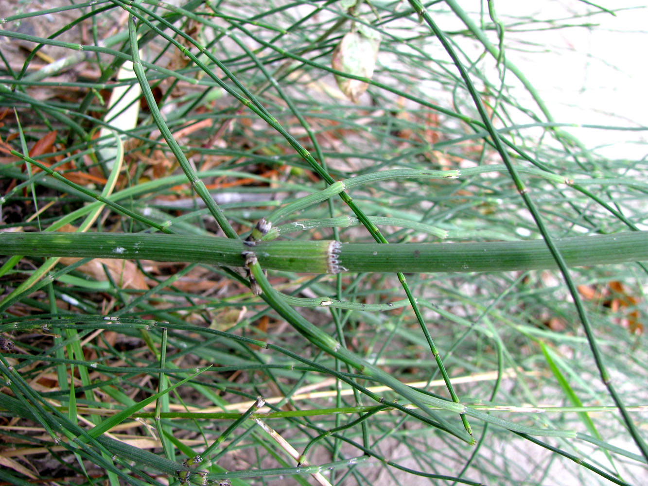 Изображение особи Equisetum ramosissimum.