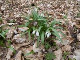 Galanthus caspius