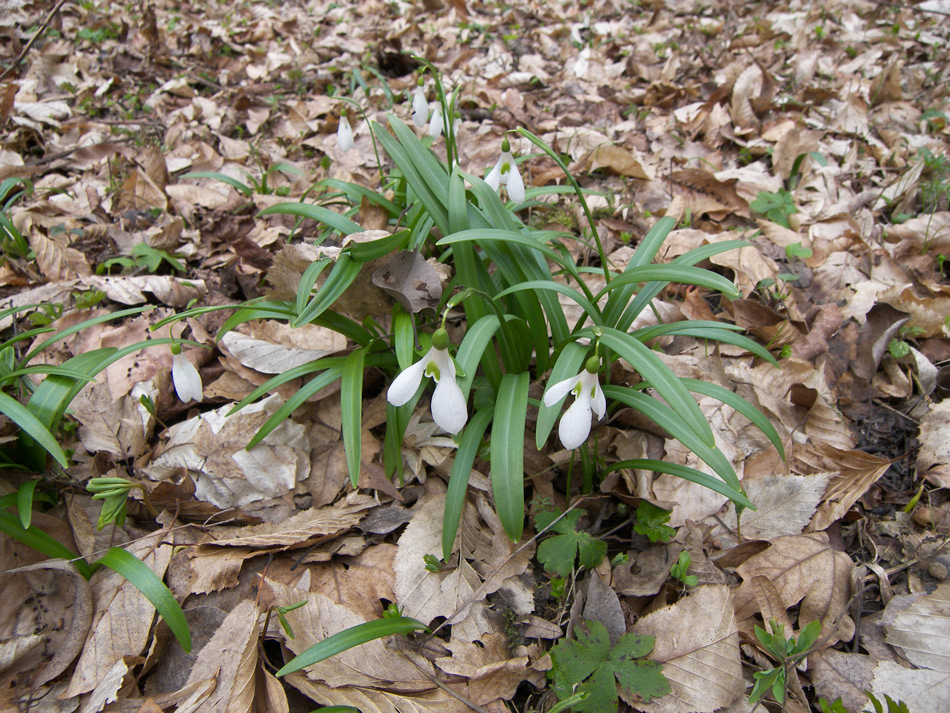 Изображение особи Galanthus caspius.