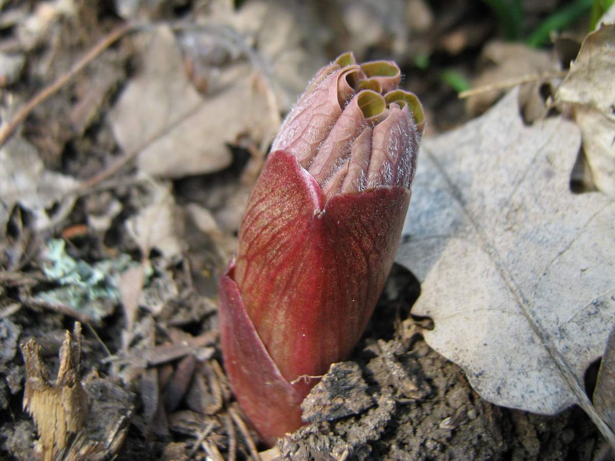 Image of Paeonia daurica specimen.