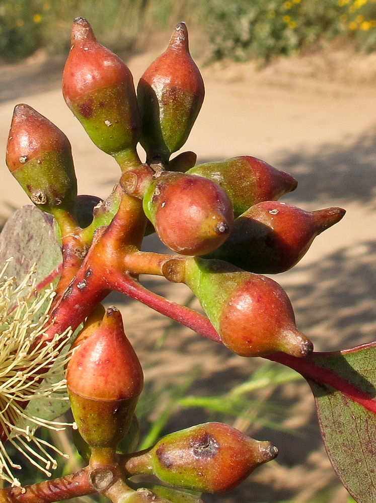 Image of genus Eucalyptus specimen.