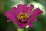 Zinnia elegans