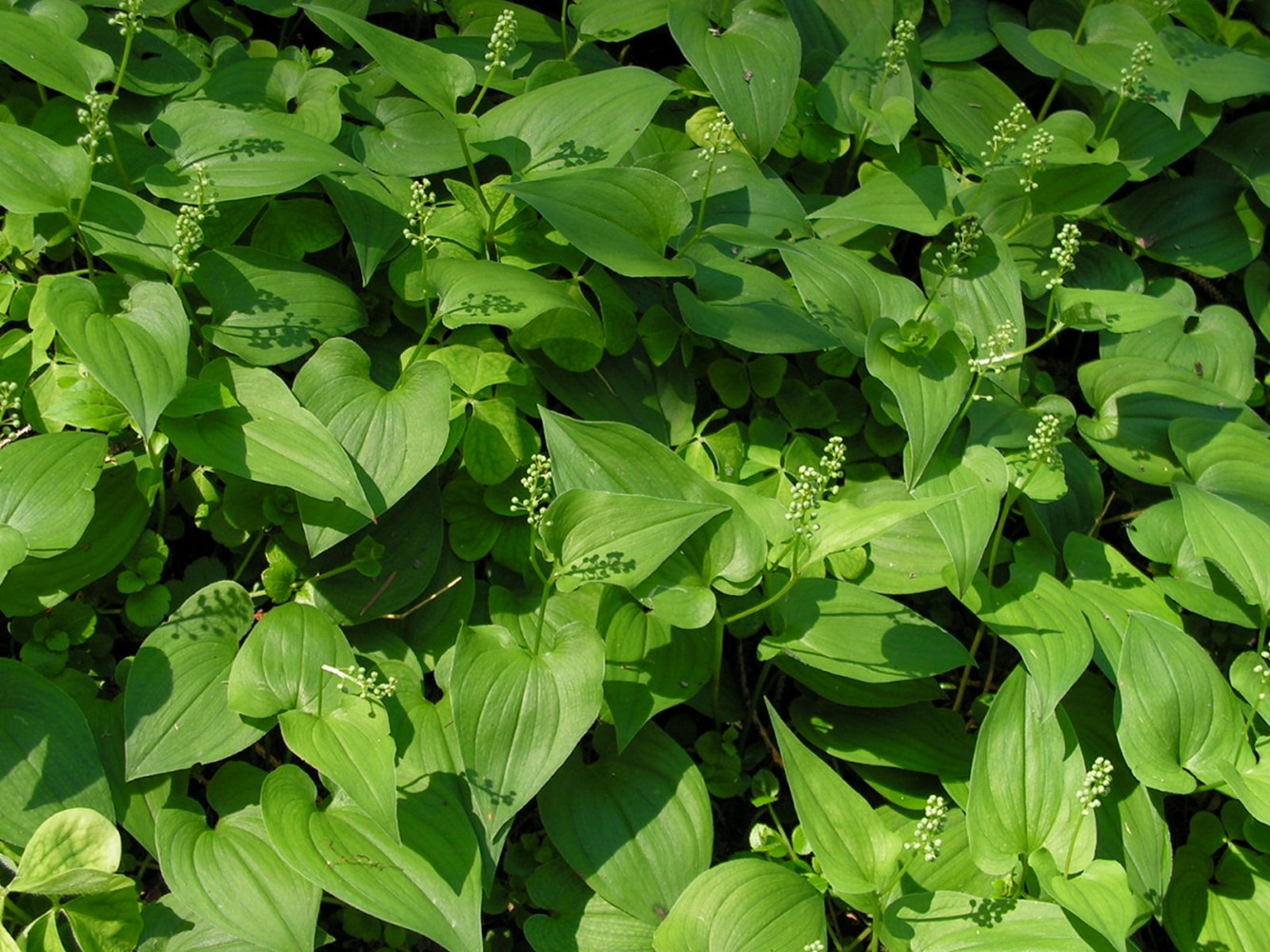 Image of Maianthemum bifolium specimen.