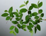 Symphoricarpos × chenaultii. Часть ветви. Германия, г. Кемпен, в озеленении прогулочной зоны. 29.04.2012.