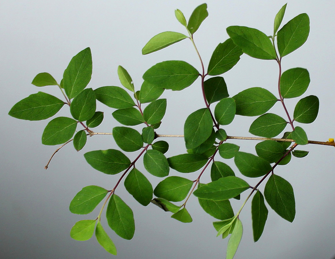 Image of Symphoricarpos &times; chenaultii specimen.